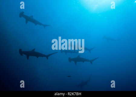 Scalloped Hammerhead Sharks, Sphyrna lewini, Wolf Island, Galapagos, Ecuador Stock Photo