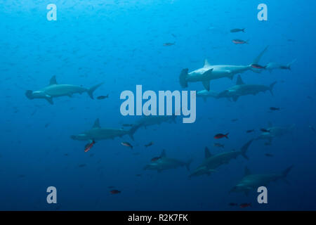 Scalloped Hammerhead Sharks, Sphyrna lewini, Wolf Island, Galapagos, Ecuador Stock Photo