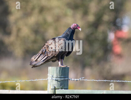A turkey vulture, Cathartes aura, perches on a fence post in northwest Louisiana. Stock Photo