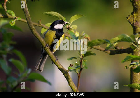 insektenvertilger Stock Photo