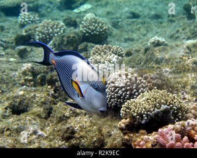 reef dwellers Stock Photo
