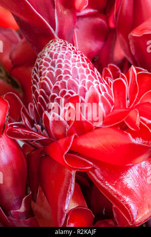 Red torch ginger flower, or Etlingera elatior, at the Argovia coffee plantation near Tapachula, Chiapas, Mexico. Stock Photo