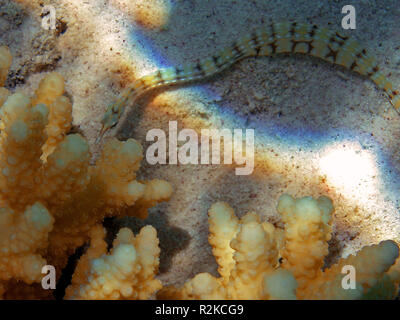 network pipefish meets coral Stock Photo