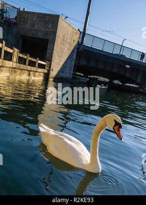 Mute swan on Lake Zurich Stock Photo