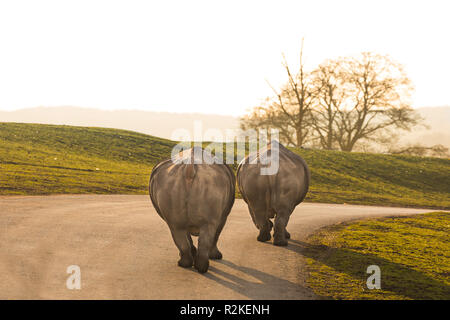 Comical rear view of two rhinos walking away on road in evening sunlight (pair of rhinoceros animal bottoms) West Midland Safari Park UK. Stock Photo