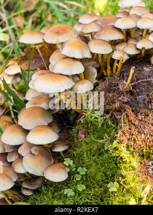 Two-tone woodtuft in the forest Stock Photo