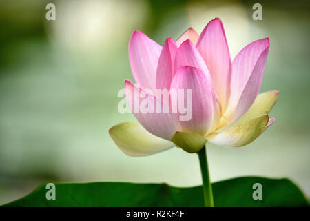 Lotus, lotos (Nelumbo), blossom, close-up Stock Photo