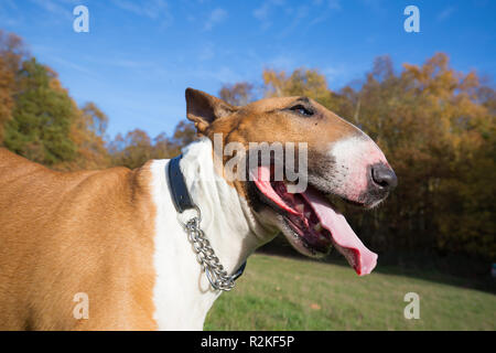 Detailed, landscape, close-up head shot of English bull terrier, with mouth open and long tongue sticking out, enjoying his walk in park in autumn sun. Stock Photo