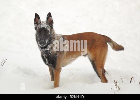 malinois puppy in snow Stock Photo