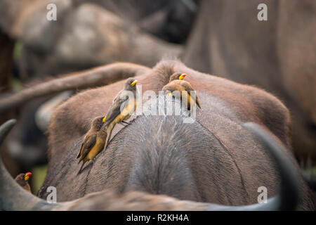 Yellow billed Oxpecker on a buffalo back in Kruger National park, South Africa ; Specie Buphagus africanus family of Buphagidae Stock Photo