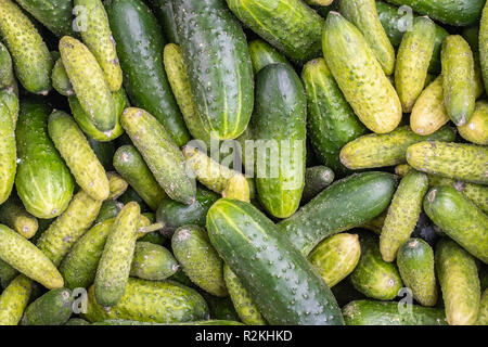 fresh cucumbers after harvest on the market Stock Photo