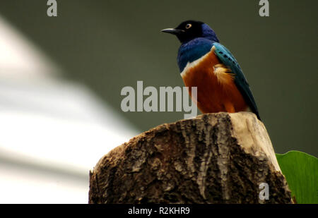 superb starling Stock Photo