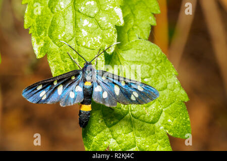 Nine spotted moth or yellow belted burnet (Amata phegea, formerly Syntomis phegea) is a moth in the family Erebidae ('tiger moths') - Umbria, Italy Stock Photo