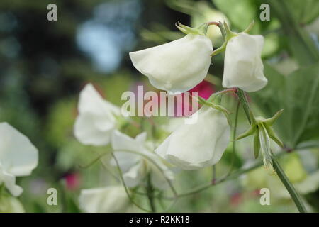 Lathyrus odoratus 'Tracey Ann' sweet pea Stock Photo