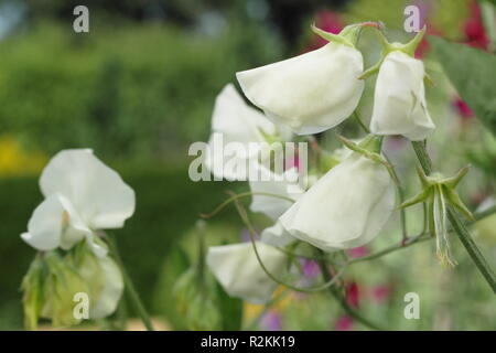 Lathyrus odoratus 'Tracey Ann' sweet pea Stock Photo