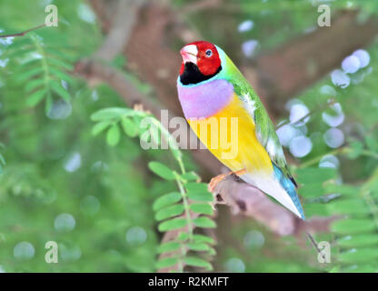 red-headed gouldian finch Stock Photo