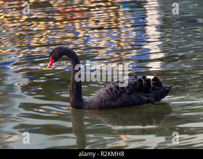 A Black Swan Usually Seen in Australia Swimming on Lake Windermere near Bowness Lake District National Park Cumbria England United Kingdom UK Stock Photo