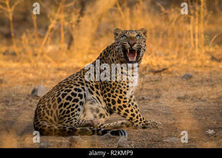 An aggressive and intense look by a male leopard with a female blue bull kill in a morning drive at jhalana forest reserve, Jaipur, India Stock Photo