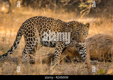 Sighted this male leopard relaxing in a morning safari after having blue bull kill at jhalana forest reserve, Jaipur, India Stock Photo