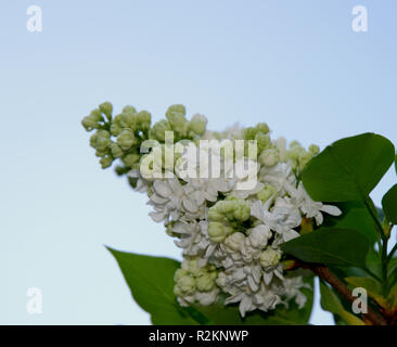 when the white lilacs bloom again ..... Stock Photo