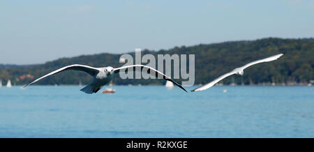 jonathan livingston seagull Stock Photo