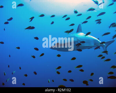 gray reef shark Stock Photo