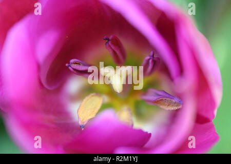 ... more pink Stock Photo