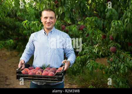 Man  professional horticulturist holding crate with  peaches in garden Stock Photo
