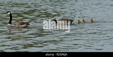 canada geese family ii Stock Photo