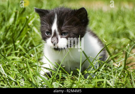 small ida ... Stock Photo