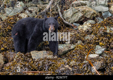 Black bear with a big scratch on his back side, feeding along the low tide line on an island in the Broughton Archipelago, First Nations Territory, Br Stock Photo