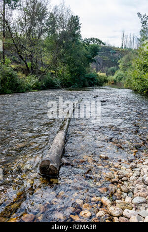 Old tree trunk lying in shallow river riffle - large woody debris. Stock Photo