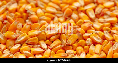 Corn seed kernels heap after harvest, selective focus Stock Photo