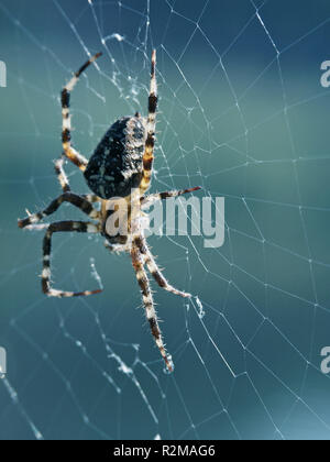 kreuzspinne Stock Photo