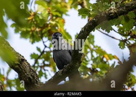 Jackdaw (Corvus monedula) perched on a branch surrounded by green foliage. Stock Photo