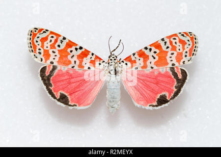 A pinned and spread Ornate Bella moth (Utetheisa ornatrix / Utetheisa bella) in an insect collection, dorsal view Stock Photo