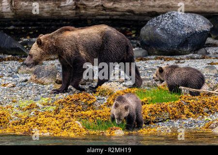 Grizzly bear cub feeding along the low tide line in Knight Inlet, First Nations Territory, British Columbia, Canada. Stock Photo