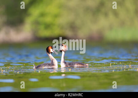 Two Great Crested Grebes courting
