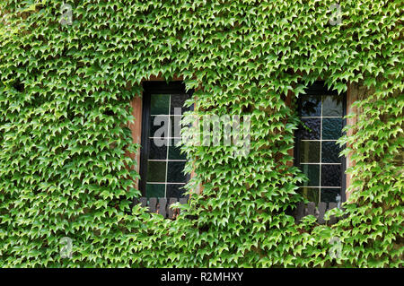 two windows surrounded by greenery Stock Photo