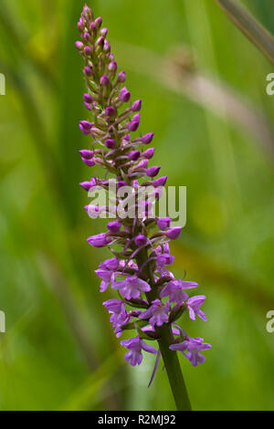 fragrant orchid gymnadenia - conopsea Stock Photo