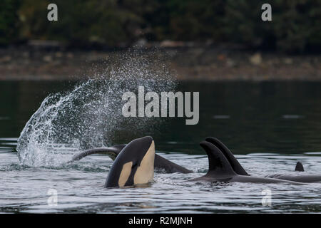Family pod of northern resident killer whales (Orcinus orca) playing near the Broughton Archipelago, First Nations Territory, off Vancouver Island, Br Stock Photo
