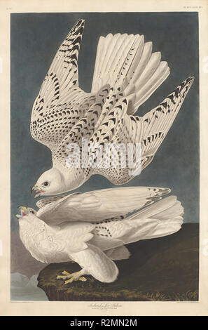 Iceland or Jer Falcon. Dated: 1837. Dimensions: plate: 98.1 x 64.8 cm (38 5/8 x 25 1/2 in.)  sheet: 100.7 x 67.3 cm (39 5/8 x 26 1/2 in.). Medium: hand-colored engraving and aquatint on Whatman wove paper. Museum: National Gallery of Art, Washington DC. Author: Robert Havell after John James Audubon. Robert Havell. John James Audubon. Stock Photo
