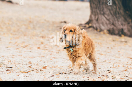 English cocker spaniel dog running on the beach. Yellow tree leaves on the ground. Stock Photo