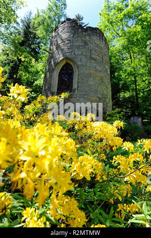 Lush yellow flowers of Rhododendron luteum, an early summer flowering azalea at the Swiss mill in the Bielatal of Saxon Switzerland Stock Photo