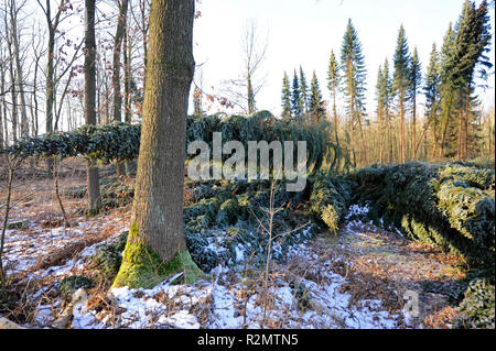 Storm 'Friederike' swept across Saxony at the end of January 2018 in hurricane force and left heavy damage in the forests of Saxony through fallen trees, like here in Colditzer Wald Stock Photo