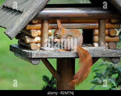 Red squirrel snacks on the birdhouse in the garden Stock Photo