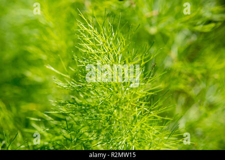 Fennel as a medicinal plant for natural medicine and herbal medicine Stock Photo