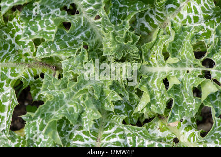 Holy thistle as a medicinal plant for natural medicine and herbal medicine Stock Photo