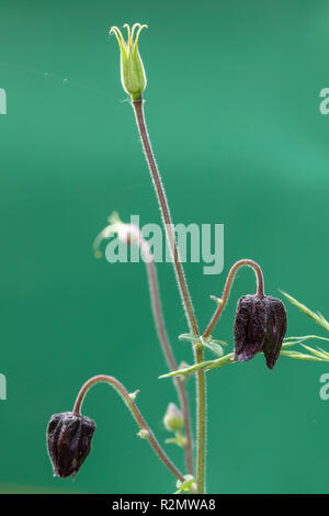 Columbine, Aquilegia vulgaris hybrid 'Black Barlow', flower, bud, spring Stock Photo