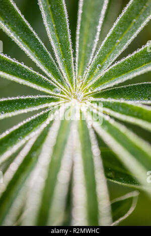 Drops of water on leaves of a lupine, close-up Stock Photo